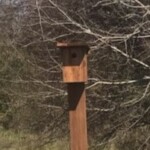 Bluebirds were symbols of Hope